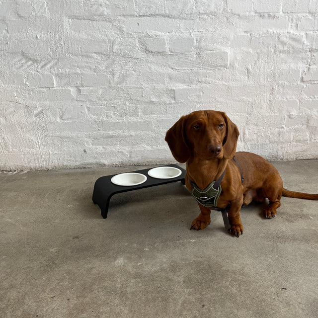 dogBar® - Classic Hundenapf small - Eiche dunkel